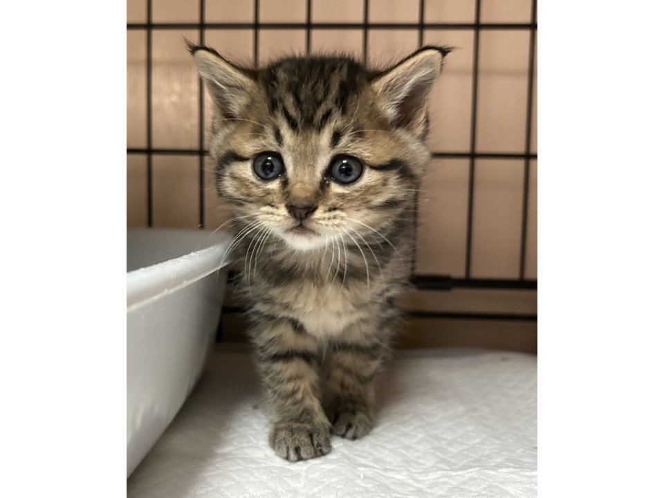 猫]山口県防府市の里親募集 譲渡会参加予定キジトラちゃん