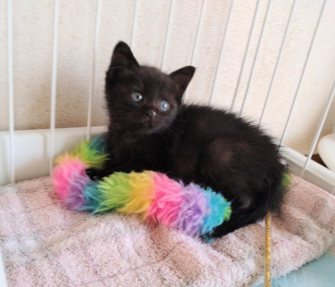 猫]静岡県三島市の里親募集 病持ち元気いっぱい☆黒猫ちゃん！
