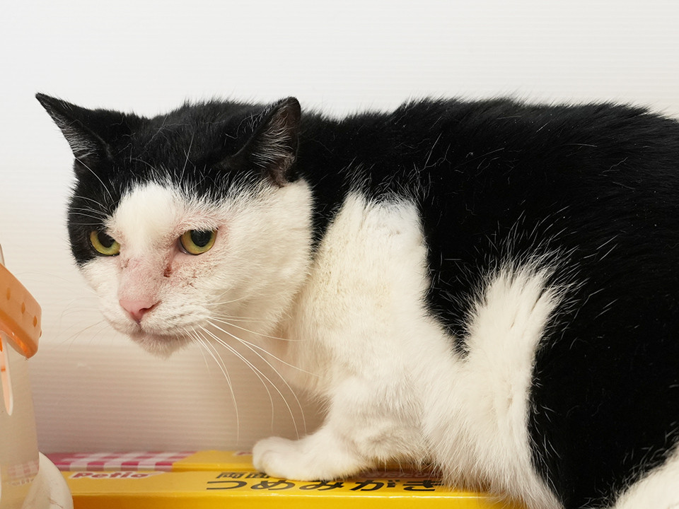 猫さん 専用 アカウント 駅に現れたガリガリ子猫が“見習い社員”に――銚子電鉄で働く元保護猫の