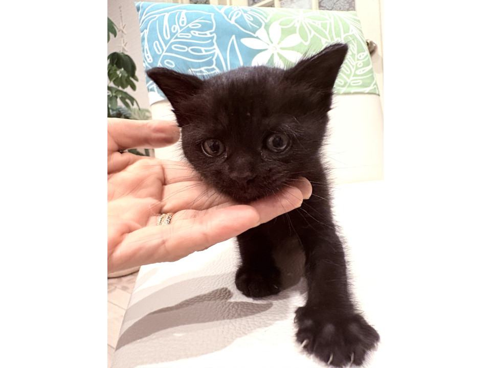 猫]静岡県賀茂郡南伊豆町の里親募集 可愛い黒猫の女の子
