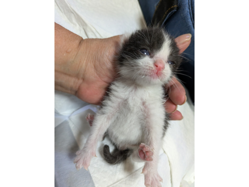 猫]千葉県市川市の里親募集 可愛い♥️マーブルちゃん