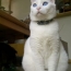 シロ