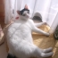 ポコ