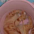 猫じゃらしで、猫踊り〜