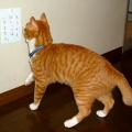 廊下を走ってはいけません