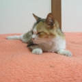 ねねっていいます4