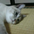でれーん