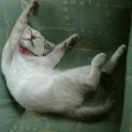 子猫、寝る！！?