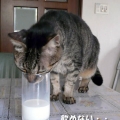 牛乳が大好きなタマですが