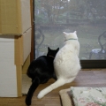 カサカサ‥ｶｻｶｻ‥何の音？