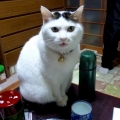 シロちゃん