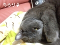 チラリズム