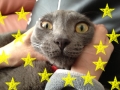 MVねこ写真
