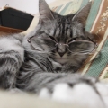 良く見える？