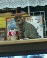 おすましさん