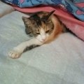 眠いんだべ～