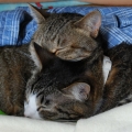 MVねこ写真