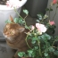 薔薇の花とアビ次郎