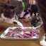 ♪ネコ大好きク○スピーキッス♪