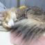 たぬきのしっぽｗｗｗ