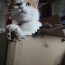今日はワイルドに