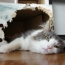 やっぱり ココがいいのニャ♪