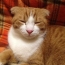 耳を開いて寝る