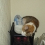 またまた手巻き猫ｗｗｗ