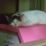 ねがお