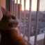 夕焼け
