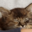 すやすやたんぽぽ