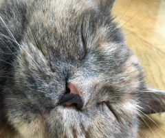 ネコ写真
