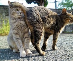 ネコ写真