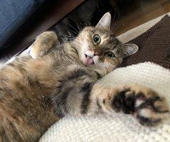 ネコ写真