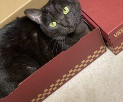 ネコ写真