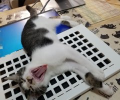 ネコ写真