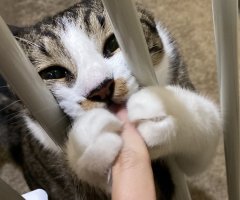 ネコ写真