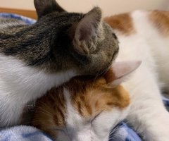 ネコ写真