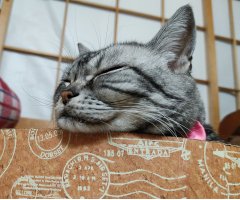 ネコ写真