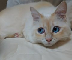 ネコ写真
