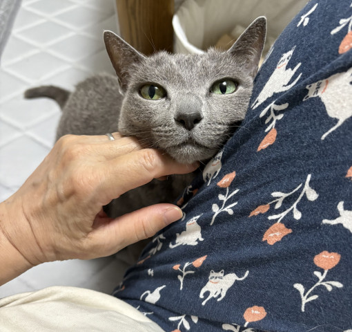 ネコ写真