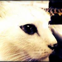 五徳猫 ◆GTKCAToptAさん
