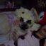 sakura2012