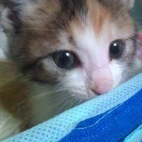 ひめりん