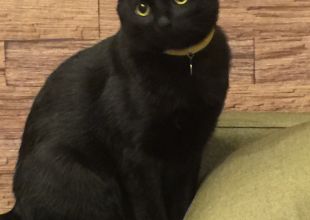 cat_9787_1.jpg