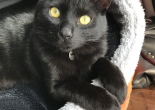 発見]熊本県の黒豆（まめ)ちゃん - 迷い猫掲示板