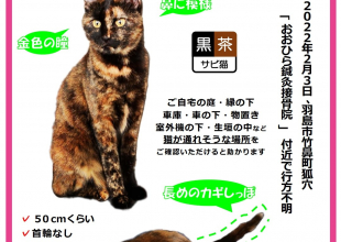 発見]岐阜県のくるみちゃん - 迷い猫掲示板