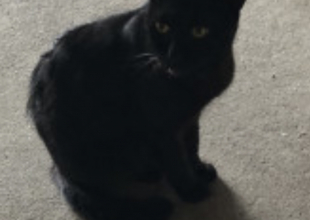 cat_28513_2.jpg