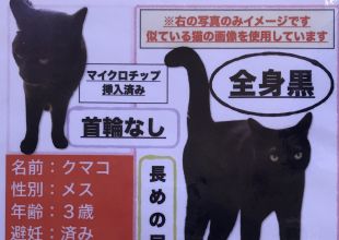 捜索中]埼玉県深谷市のクマコちゃん - 迷い猫掲示板