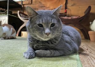 捜索中]静岡県駿東郡長泉町のカノ吉ちゃん - 迷い猫掲示板